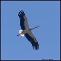 _9SB2334 white stork